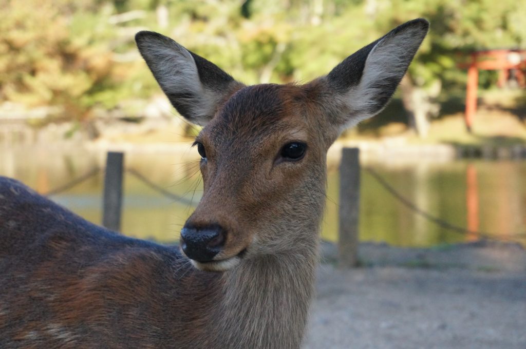 Nara and its deers are very famous.